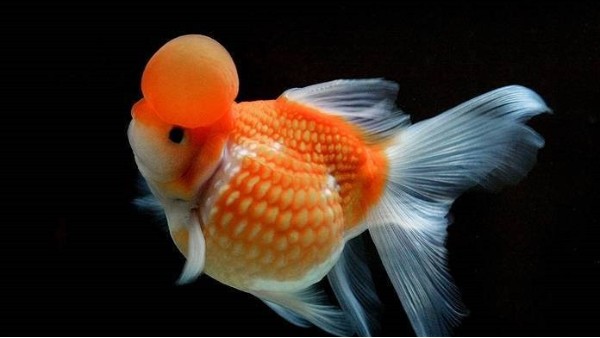 【觀賞魚飼養】為何金魚缸里的水總是渾濁不清？如何解決？